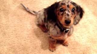 Baby Finn amp Kitty  ADORABLE Dapple Miniature Dachshund Puppy Learns to Roll Over [upl. by Ayekam]