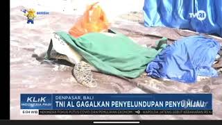 TNI AL amankan pencurian Penyu Hijau TVRI [upl. by Adnilak]