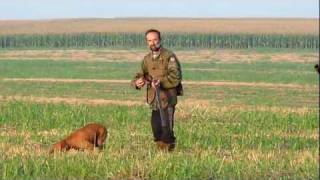 Vižla marka i aport  lov na prepelice  Quail hunt with vizsla [upl. by Eedrahs31]