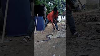 cobra Snake Rescue ytshort snake viralvideo trending [upl. by Keiko]