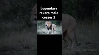 Legendary Rekero male lion ceasar 2 we remember the lion king [upl. by Aneema]