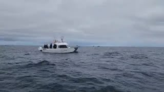 Halibut Fishing Newport Oregon 526 272024 [upl. by Tillinger171]