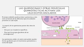 3 Mecanismos de la inmunidad innata [upl. by Dieterich]