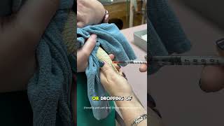 How To Draw Blood On a Bearded Dragon Lizard Tail Venipuncture [upl. by Swarts]