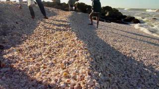 Seashells at Blind Pass Dec 2010 [upl. by Chernow720]