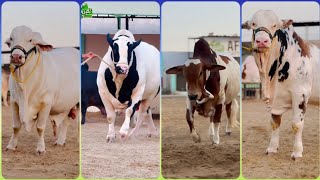 Afridi Dairy And Cattle Farm  Afridi dairy ke biggest cow 2025 [upl. by Winston444]