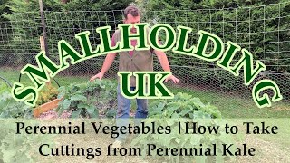 Perennial Vegetables  How to Take Cuttings from Perennial Kale [upl. by Sedgewinn]