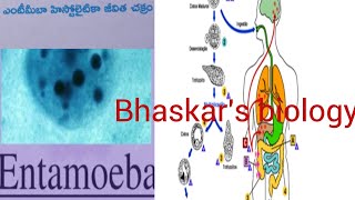 Entamoeba histolytica life cycle TMampEM [upl. by Anileme]