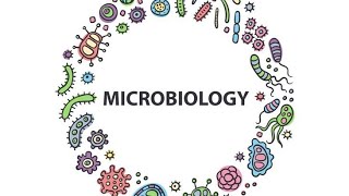 Shigella Microbiology Pathology MBBS [upl. by Wehttam]