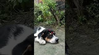 Dog smile youtubeshorts funny 2024 dog [upl. by Eelyr]