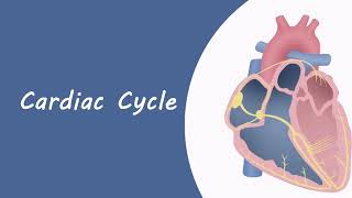 cardiac cycle [upl. by Papp390]