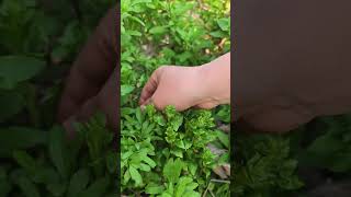 Pick Wolfberry Tender Head and Leaves from farm food goodfoodinthevillage [upl. by Yelrehs416]