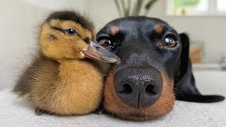 Unlikely Animal Friends The most gentle and friendly Dachshunds [upl. by Ck]