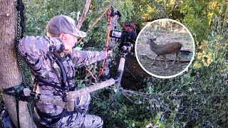 1 October Bowhunting Strategy Daylight Deer Movement [upl. by Anilorak]