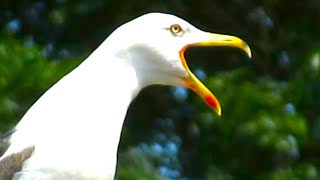 Seagull Screaming Warning Calls  Amazing Seagull Sounds [upl. by Elinore]