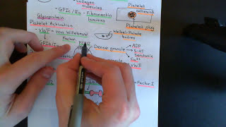 Anticoagulants and Thrombolytics Part 1 [upl. by Ynohta693]