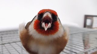 Goldfinch CloseUp is Equally Cute and Terrifying [upl. by Jaf]