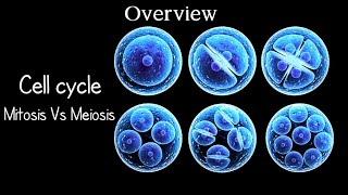 ✓Cell Cycle  Mitosis and Meiosis [upl. by Nelak]