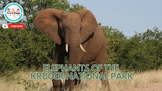 Close up with Elephants in Kruger National Park  South Africa [upl. by Asilegna]