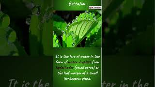 plants guttation biology neet science ytshorts shorts hydathodes [upl. by Razaele]