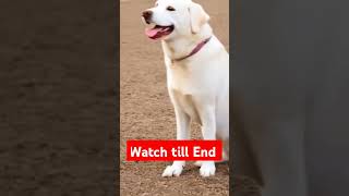 Labrador dog lucky excited shorts youtubeshorts dog [upl. by Kaya202]