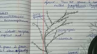 Batrachospermum positionoccurence vegetative structure cell structure in detail Batrachospermum [upl. by Tegan]