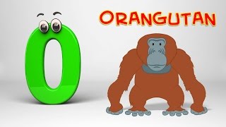 ABC Song  Phonics Letter O [upl. by Colier]