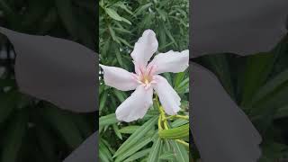 Oleander flower [upl. by Nelluc]