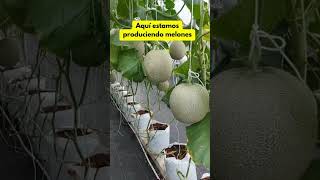 Aprende a cultivar en hidroponía hidroponik plantas jardin huertocasero agricultura huerta [upl. by Middleton]