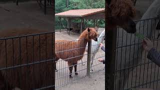 Alpaka Wildpark Lüneburger Heide  Hamburg [upl. by Notgnilliw]