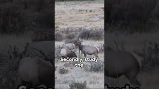 Elk Hunting The Muzzleloader Experience elk deer deerhunting fishing hunting [upl. by Yanad]