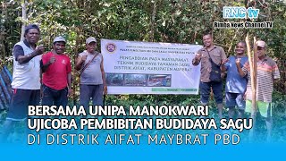 BERSAMA UNIPA UJICOBA PEMBIBITAN BUDIDAYA SAGU DI AIFAT MAYBRAT PBDRNC TV [upl. by Aynotak562]