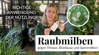 Wie wende ich Raubmilben richtig an Thripse Spinnmilben und Gallmilben natürlich loswerden [upl. by Orit]