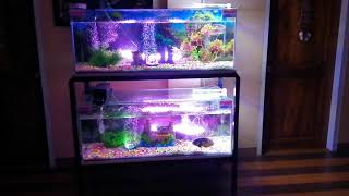 Monster Tank Set up 48x18x18 inches [upl. by Kapeed]