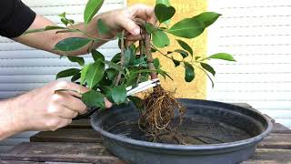 Ficus Microcarpa with weeping branches May 2022  September 2024 [upl. by Erdne]