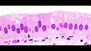 Epitelio 1  Histologia [upl. by Etem187]