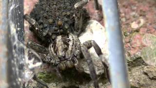 Farkaspók  Lycosidae  Wolf Spider [upl. by Verada290]