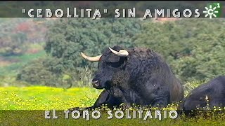 Toros de Cuadri Cebollita toro solitario sin amigos  Toros desde Andalucía [upl. by Nuahsar]