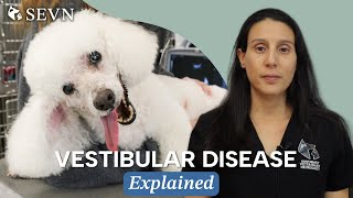 Vestibular Disease in Dogs  Signs Diagnosis Causes and Treatment [upl. by Karleen265]