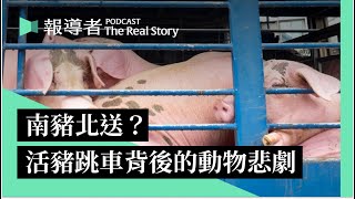 台灣豬為何老在國道「降肉」？人豬追逐、警察圍捕，網路影片背後的經濟動物悲劇｜The Real Story [upl. by Leigh]