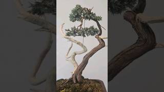 Quick plucking session on a juniperus squamata🌲 bonsai fyp fy schweiz switzerland [upl. by Laith]