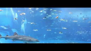 Okinawa Churaumi Aquarium 2010 [upl. by Lyrahs]