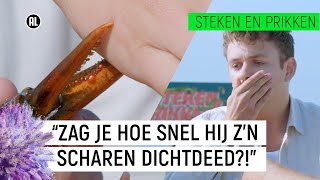 JURRE WORDT GEKNEPEN DOOR EEN KREEFT  Steken en Prikken S2 2  NPO Zapp [upl. by Nemracledairam]