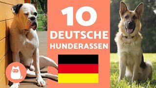 Die 10 beliebtesten DEUTSCHEN HUNDERASSEN  Hunde deutscher Herkunft [upl. by Domini957]