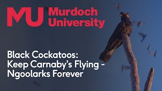 Black Cockatoos Keep Carnaby’s Flying – Ngoolarks Forever [upl. by Okihsoy]