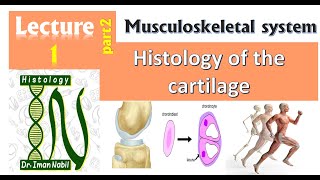 Types of Tissue Part 2 Connective Tissue [upl. by Nosrak191]