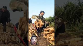 HighvQuality Soil Higher Yields Ginger Harvest farming food agriculture shorts [upl. by Kraft]