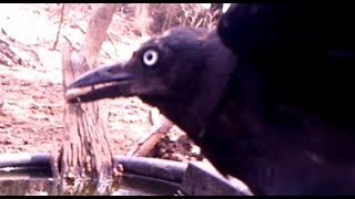 Crows removing ticks  part 5 [upl. by Eerb118]