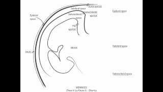 Meninges  Draw it to Know it Neuroanatomy [upl. by Neddie]