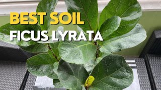 How to Repot a FIDDLE LEAF FIG  FICUS LYRATA Care Guide [upl. by Kcirrem]